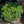 Load image into Gallery viewer, Mops Mugo Pine