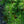 Load image into Gallery viewer, Mops Mugo Pine