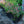 Load image into Gallery viewer, Morello Hyssop