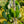 Load image into Gallery viewer, Morioka Weeping Katsura Tree