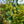 Load image into Gallery viewer, Morioka Weeping Katsura Tree