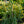 Load image into Gallery viewer, Morioka Weeping Katsura Tree