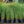 Load image into Gallery viewer, Morning Light Maiden Grass