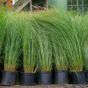 Morning Light Maiden Grass