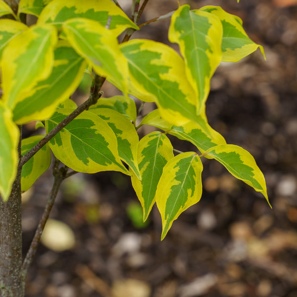 Morning Sunshine Kousa Dogwood