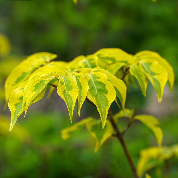 Morning Sunshine Kousa Dogwood