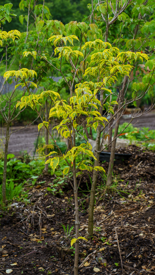 Morning Sunshine Kousa Dogwood