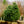 Load image into Gallery viewer, Morris Blue Korean Pine - Pine - Conifers