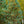 Load image into Gallery viewer, Morris Blue Korean Pine