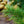 Load image into Gallery viewer, Morris Blue Korean Pine - Pine - Conifers