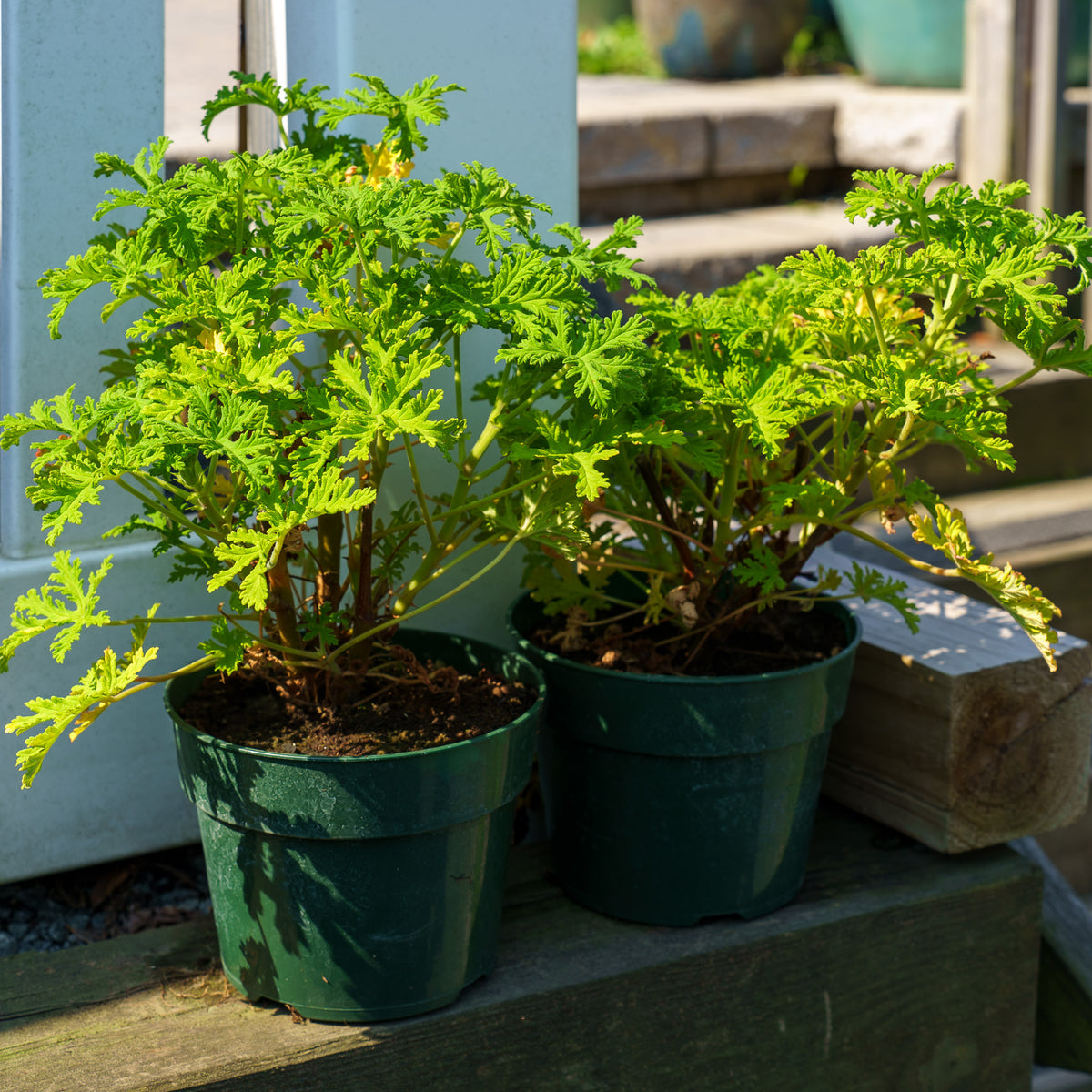Citronella Scented Geranium – Plant Detectives
