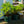 Load image into Gallery viewer, Citronella Geranium