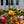 Load image into Gallery viewer, Moss Rose