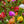 Load image into Gallery viewer, Moss Rose