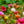 Load image into Gallery viewer, Moss Rose