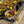 Load image into Gallery viewer, Moss Rose