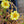 Load image into Gallery viewer, Moss Rose