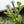 Load image into Gallery viewer, Mount Airy Fothergilla - Fothergilla - Shrubs