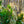 Load image into Gallery viewer, Mountain Fire Andromeda - Andromeda - Shrubs