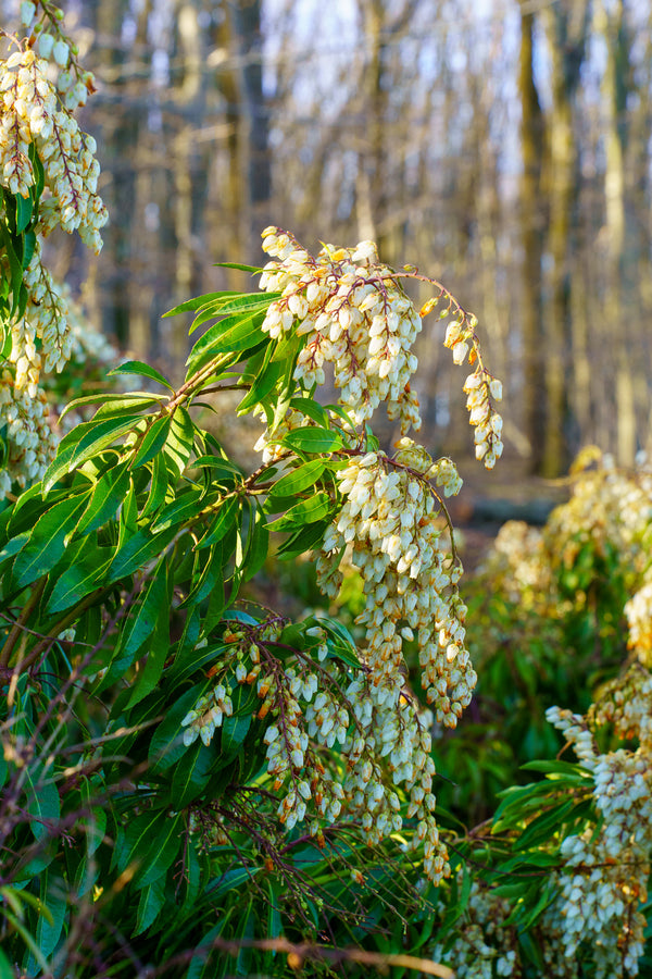 Mountain Fire Andromeda - Andromeda - Shrubs