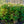 Load image into Gallery viewer, Mountain Fire Andromeda - Andromeda - Shrubs