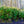 Load image into Gallery viewer, Mountain Fire Andromeda - Andromeda - Shrubs