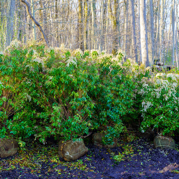 Mountain Fire Andromeda - Andromeda - Shrubs