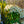 Load image into Gallery viewer, Mountain Fire Andromeda - Andromeda - Shrubs