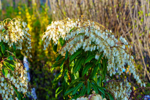 Mountain Fire Andromeda - Andromeda - Shrubs