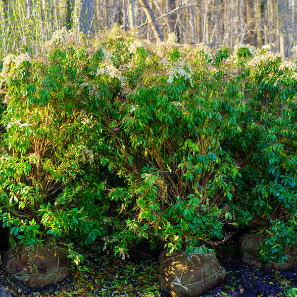Mountain Fire Andromeda - Andromeda - Shrubs