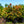 Load image into Gallery viewer, Mountain Fire Pieris