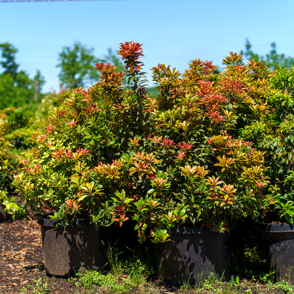 Mountain Fire Pieris