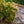 Load image into Gallery viewer, Mountain Fire Pieris