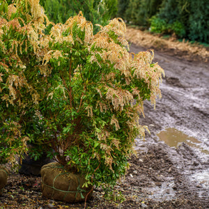 Mountain Fire Pieris