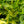 Load image into Gallery viewer, Mr. Goldstrike Aucuba