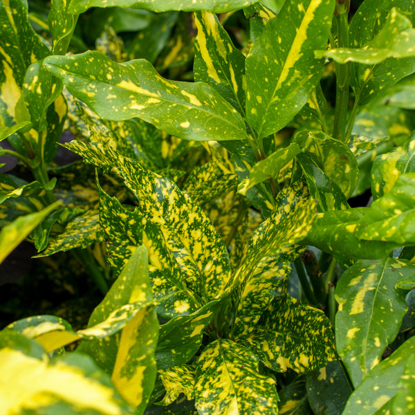 Mr. Goldstrike Aucuba