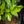 Load image into Gallery viewer, Mr. Goldstrike Aucuba