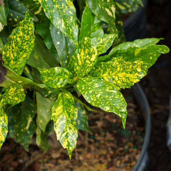 Mr. Goldstrike Aucuba