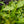 Load image into Gallery viewer, Mr. Goldstrike Aucuba