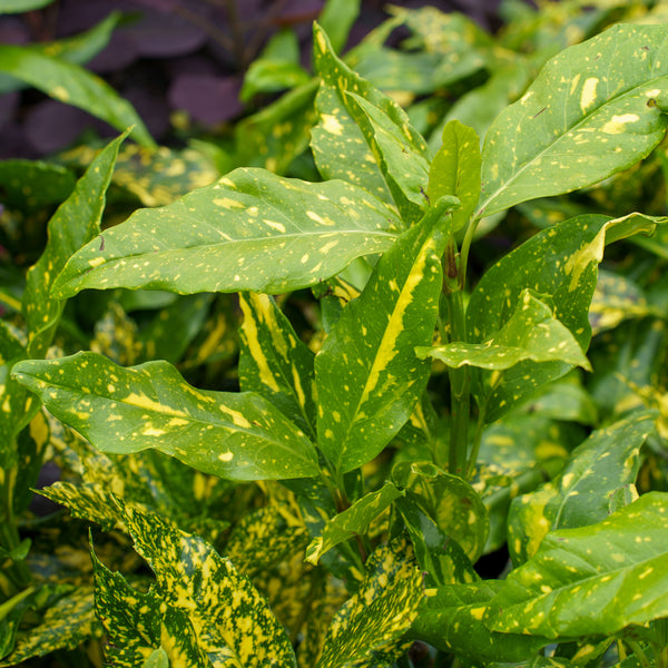 Mr. Goldstrike Aucuba