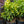 Load image into Gallery viewer, Mr. Goldstrike Aucuba