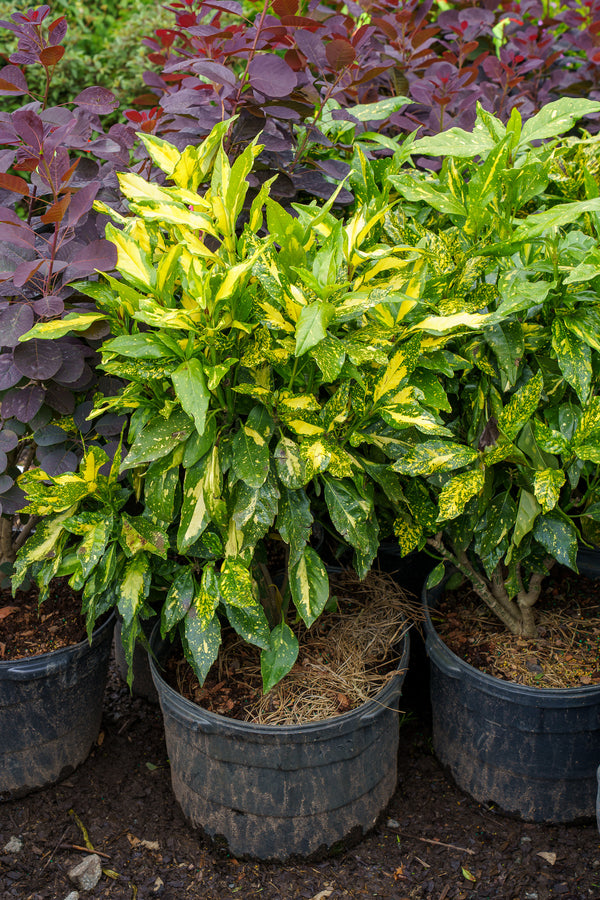 Mr. Goldstrike Aucuba