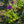 Load image into Gallery viewer, Mrs. N. Thompson Clematis