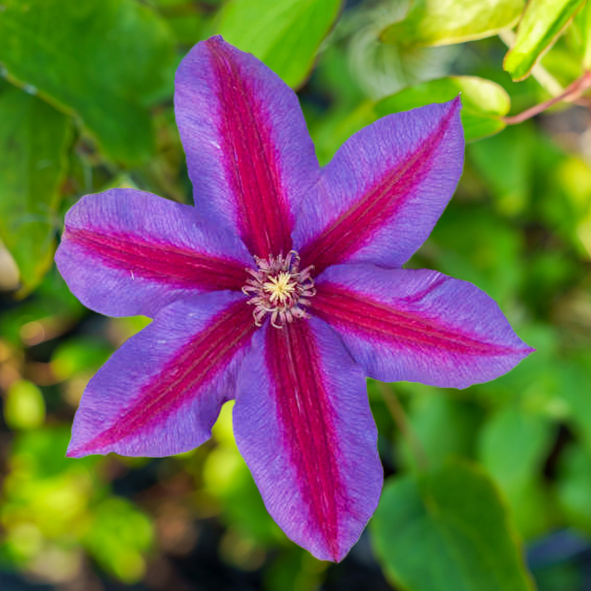 Mrs. Norman Thompson Clematis – Plant Detectives