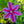 Load image into Gallery viewer, Mrs. N. Thompson Clematis