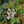 Load image into Gallery viewer, Mucho Gusto Abelia