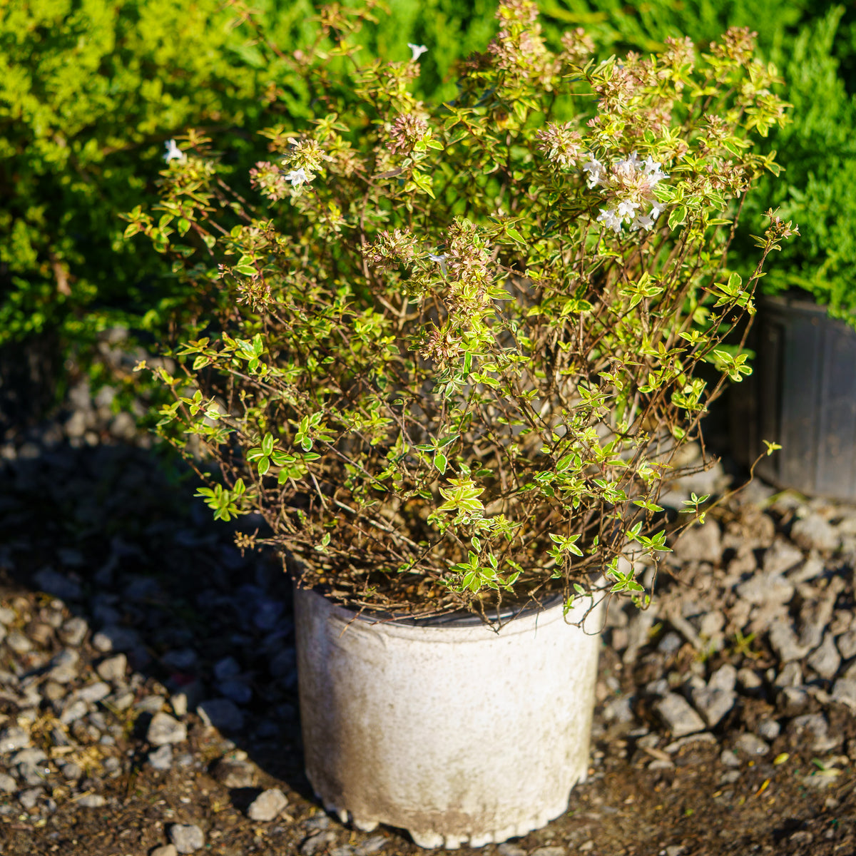 Mucho Gusto Abelia – Plant Detectives
