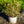 Load image into Gallery viewer, Mucho Gusto Abelia