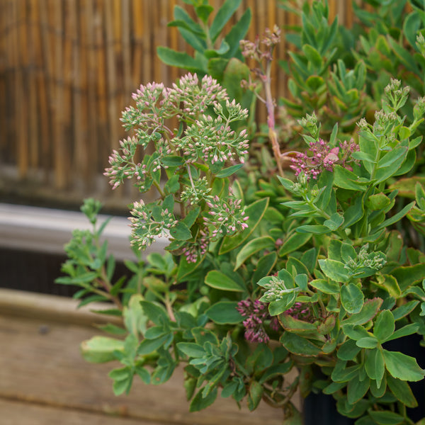 Munstead Dark Red Stonecrop