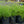 Load image into Gallery viewer, Munstead Lavender